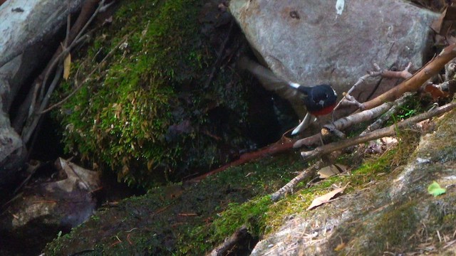 Painted Redstart - ML636865325