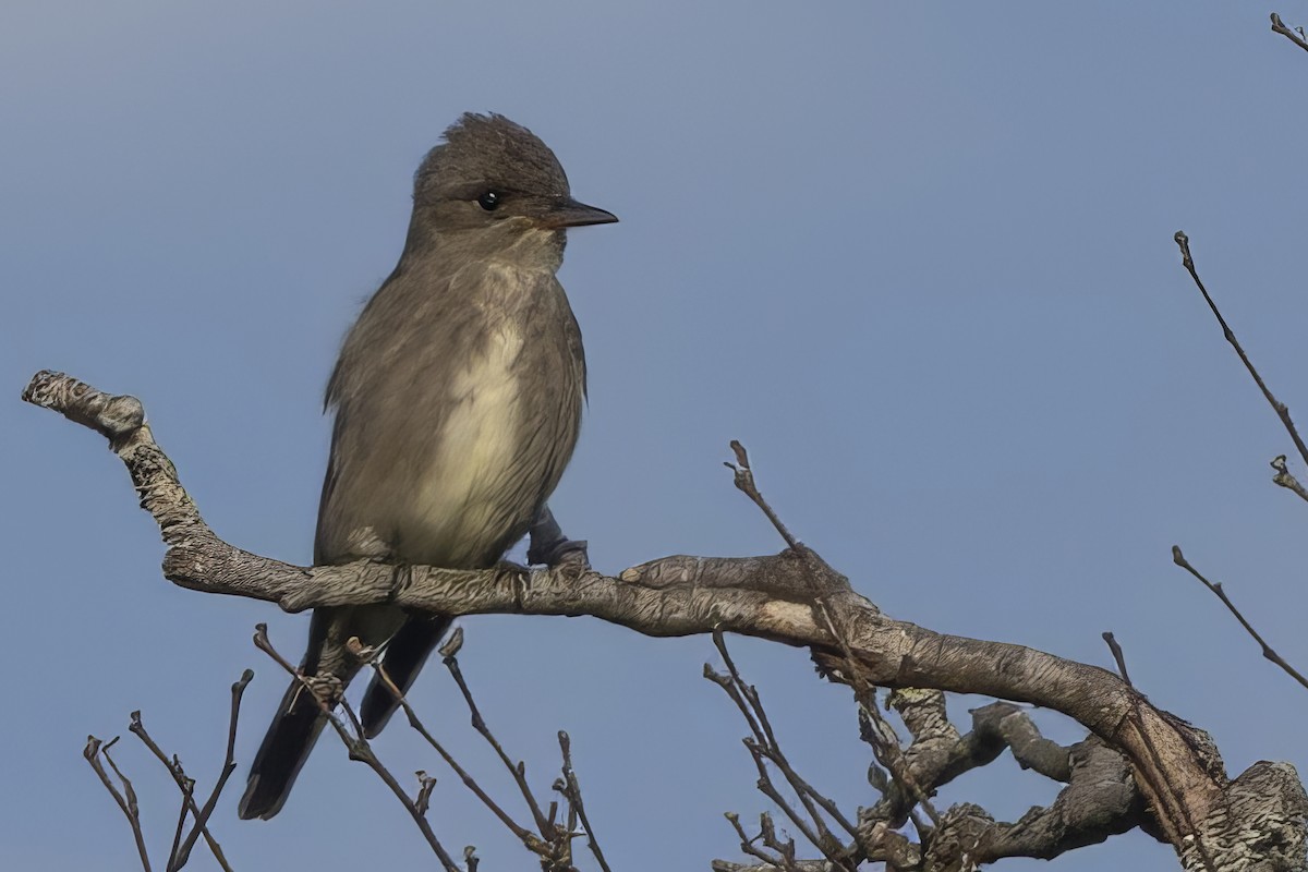 Olivflanken-Schnäppertyrann - ML636865366