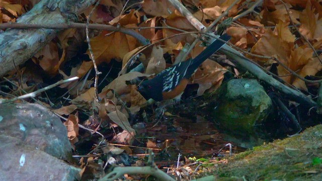Spotted Towhee - ML636865458