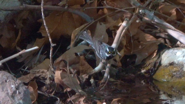 gråparula - ML636865542