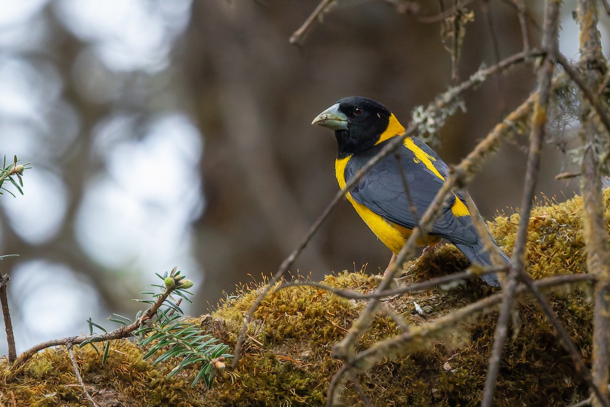 Collared Grosbeak - ML636865549