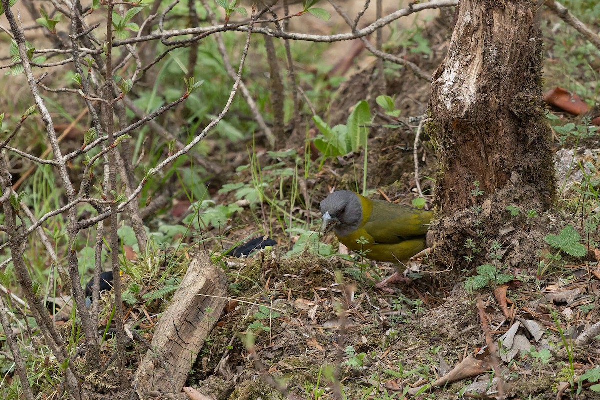 Collared Grosbeak - ML636865550