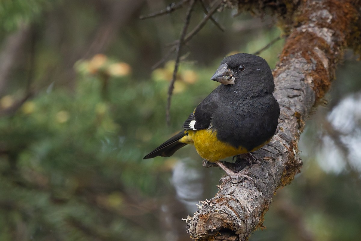 White-winged Grosbeak - ML636865552