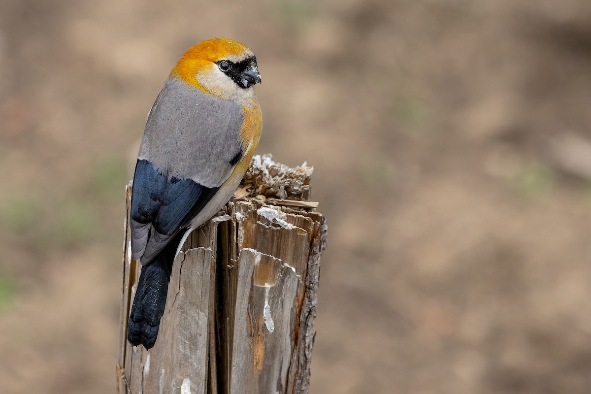 Red-headed Bullfinch - ML636865558