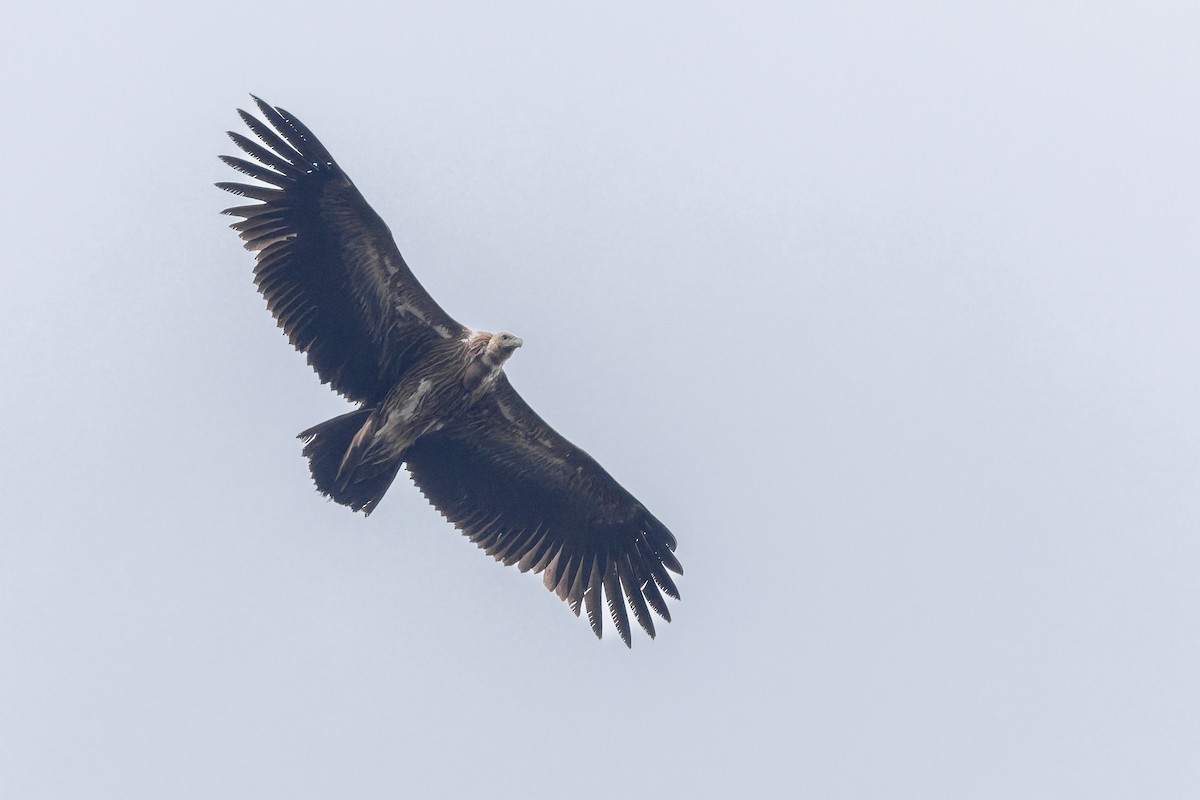 Himalayan Griffon - ML636865576