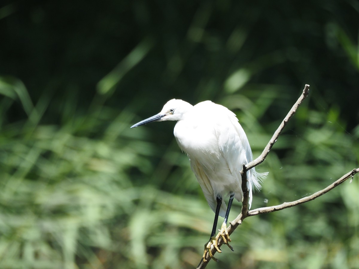 Aigrette garzette - ML636865792