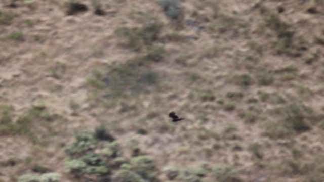 Zone-tailed Hawk - ML636865886