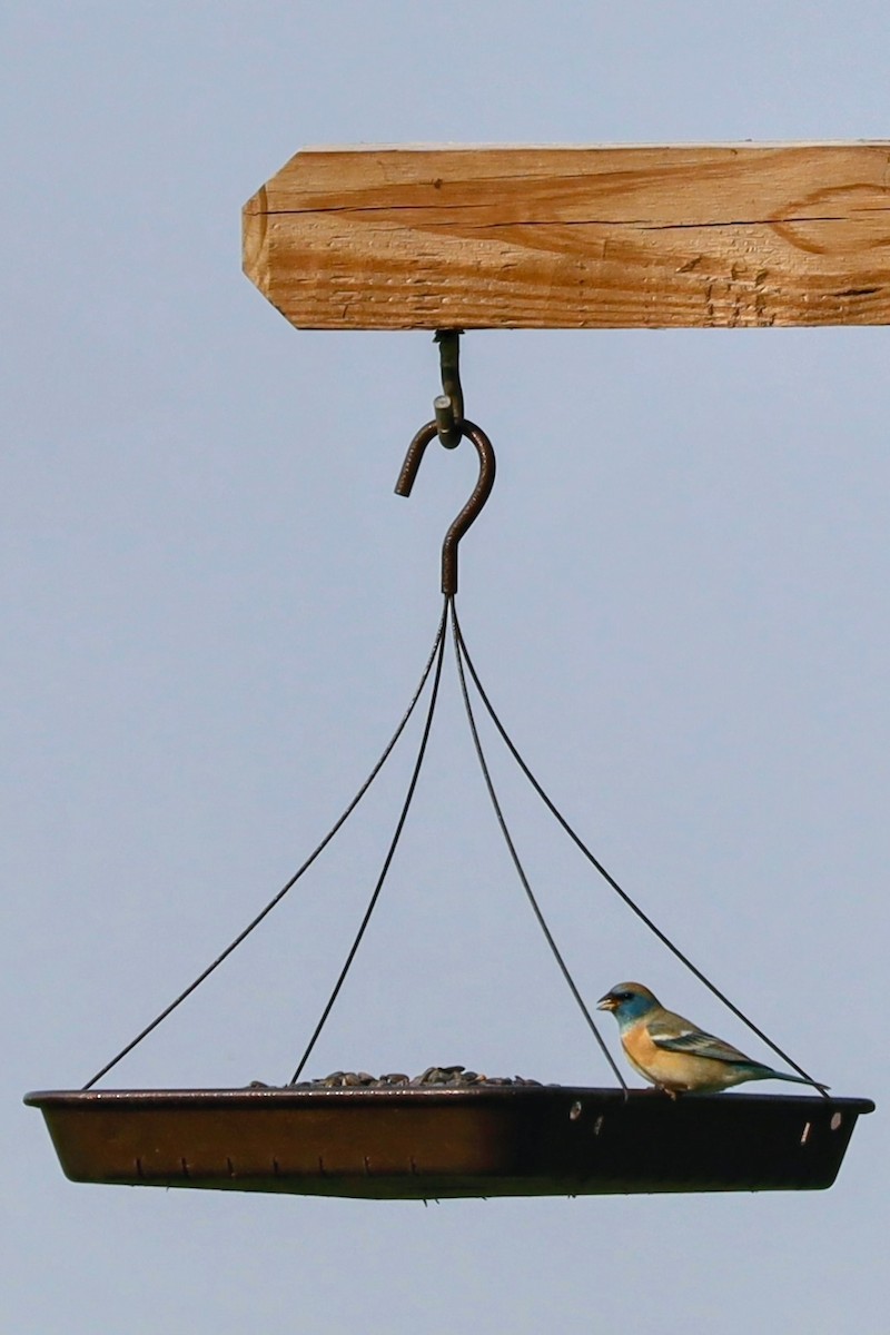 Lazuli Bunting - ML636866027