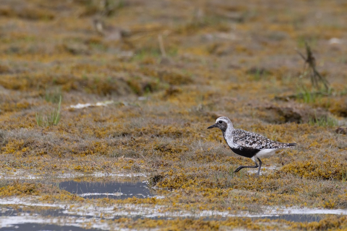 Black-bellied Plover - ML636866078