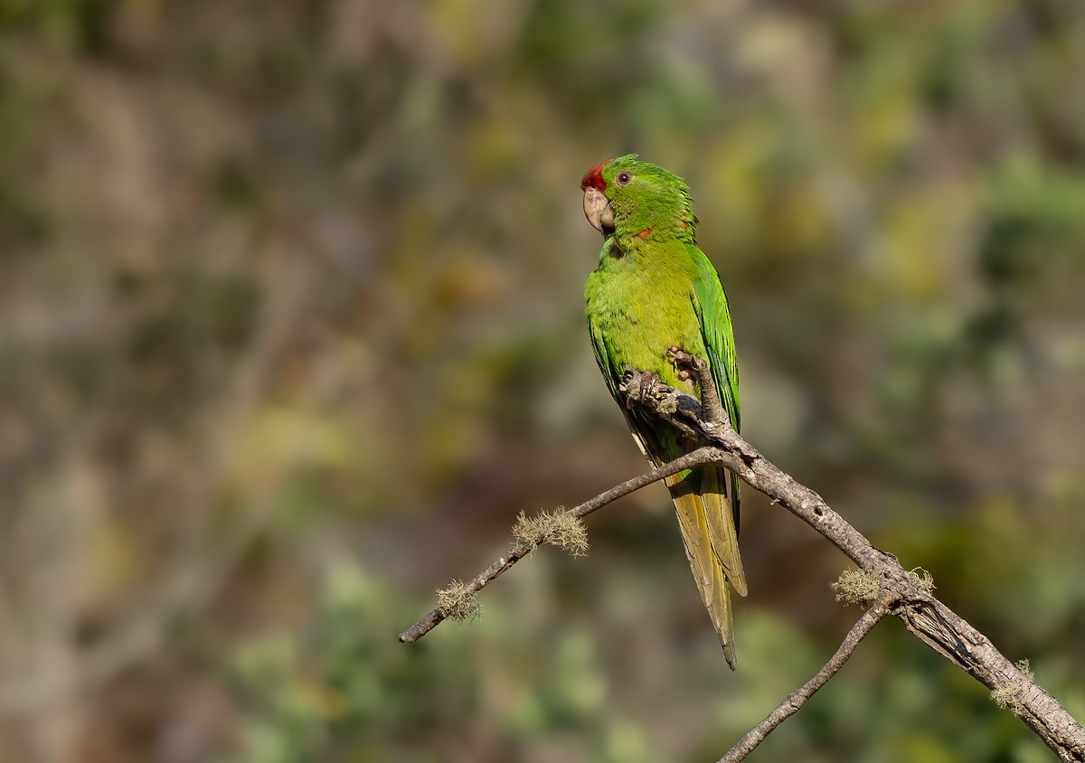 Scarlet-fronted Parakeet - ML636866109