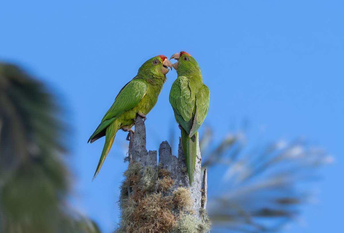 Scarlet-fronted Parakeet - ML636866112