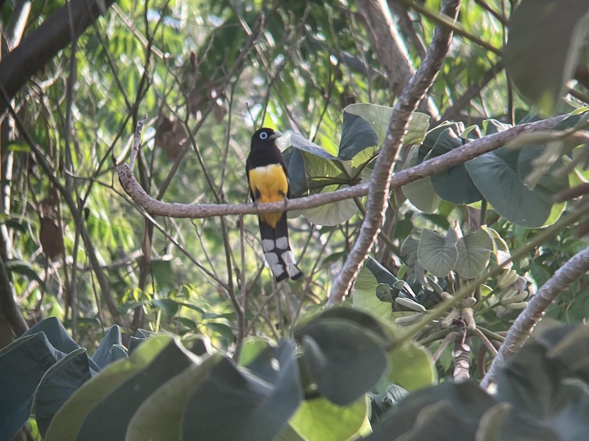 Black-headed Trogon - ML636866121