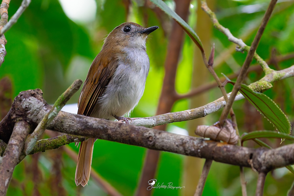 Philippine Jungle Flycatcher - ML636866133