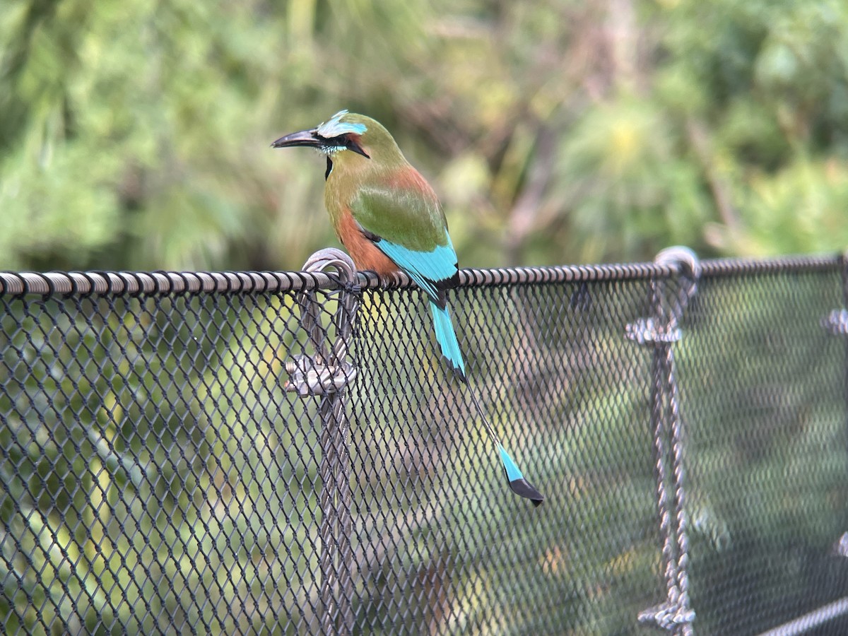 Turquoise-browed Motmot - ML636866135