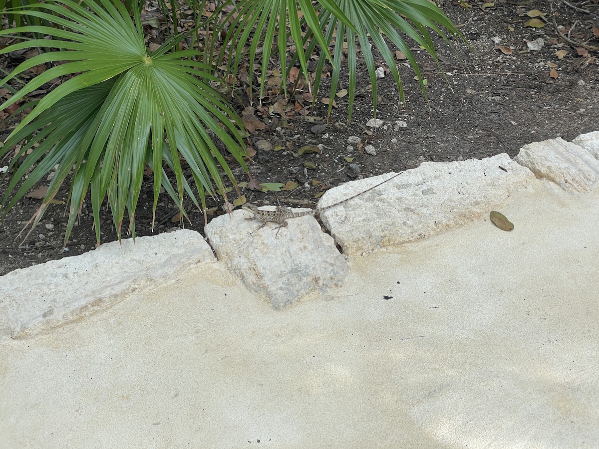 Brown Basilisk - ML636866148