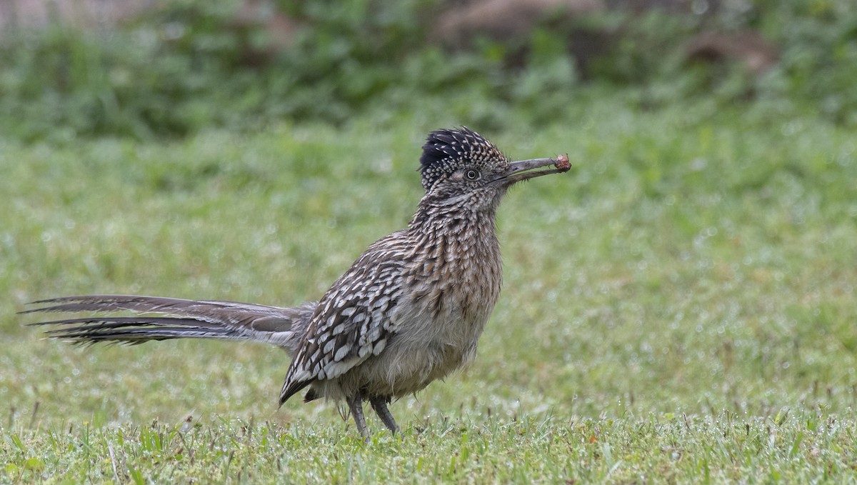 Greater Roadrunner - ML636866153