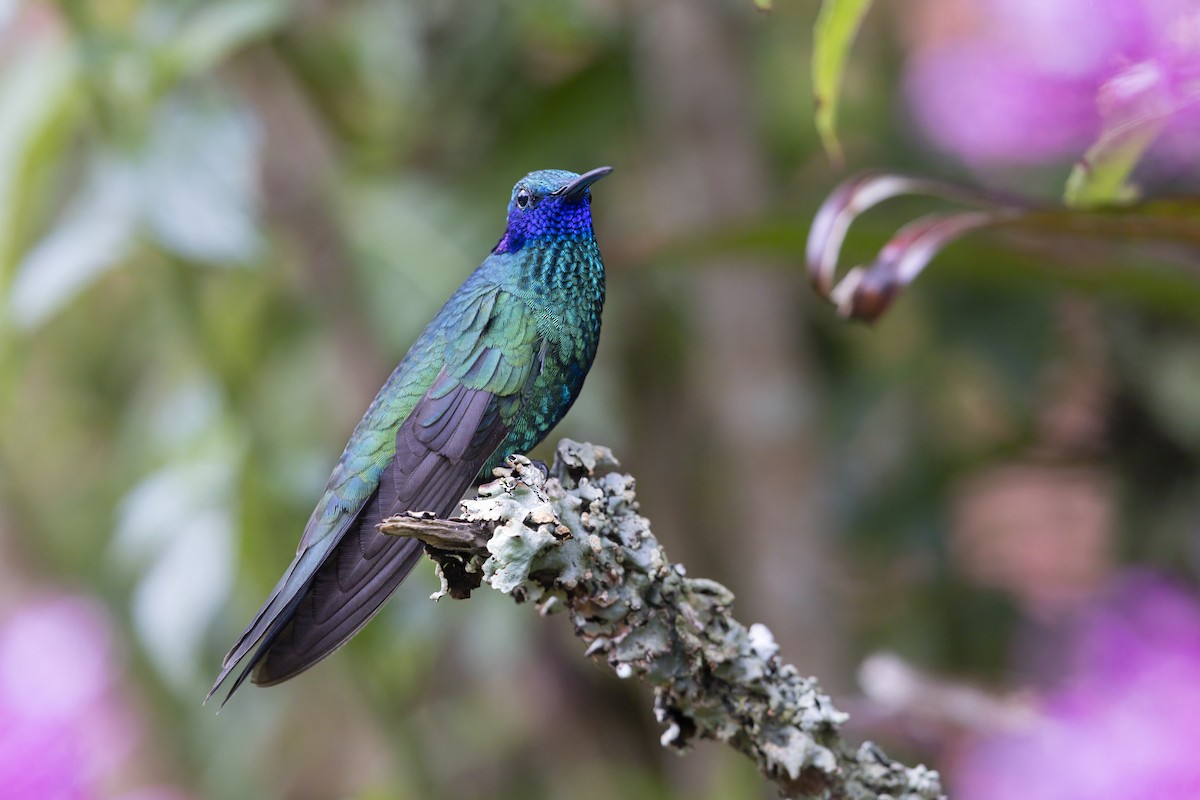Sparkling Violetear - ML636866154