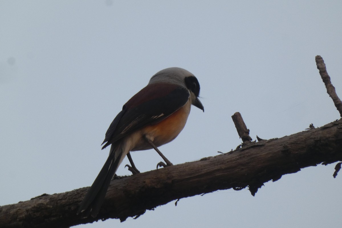 Bay-backed Shrike - ML636866168