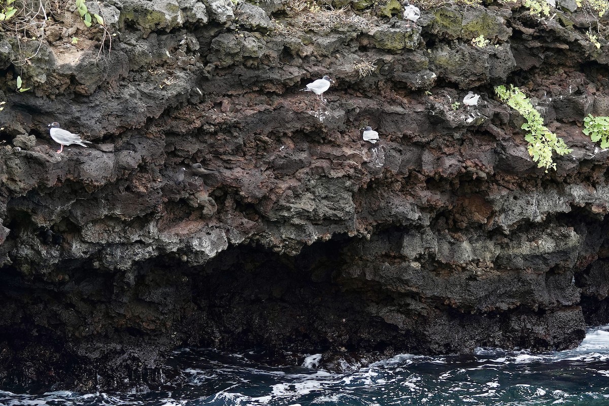 Swallow-tailed Gull - ML636866176