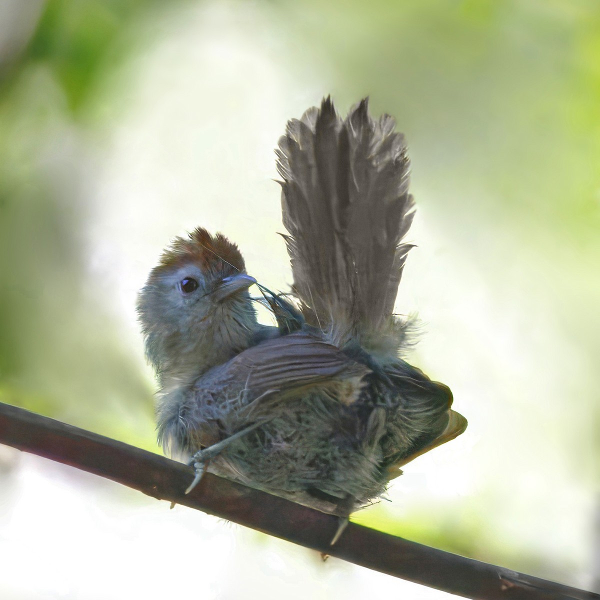 Rufous-fronted Babbler - ML636866178