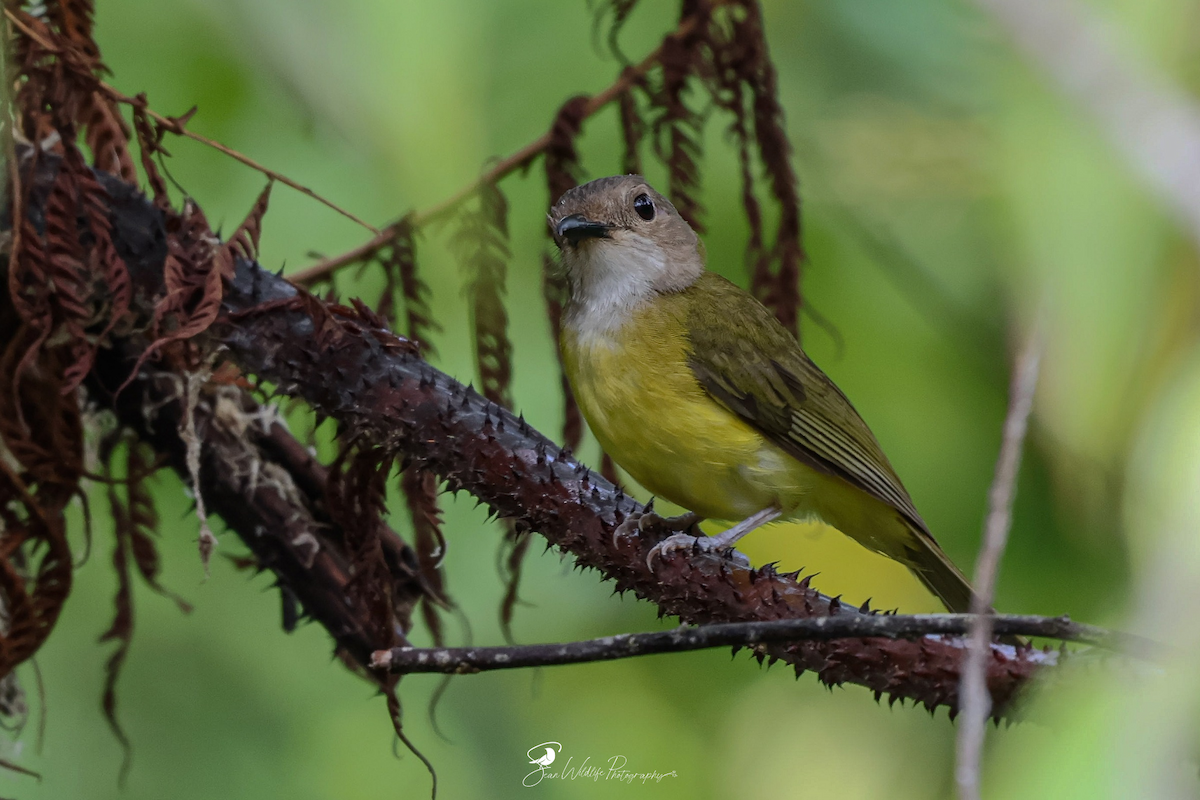 Yellow-bellied Whistler - ML636866179
