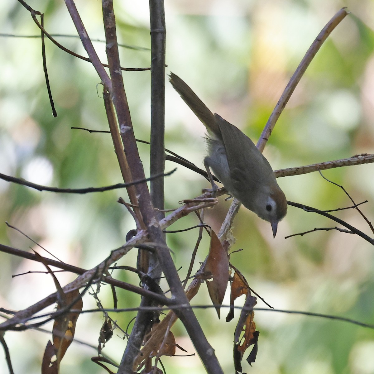 Rufous-fronted Babbler - ML636866184