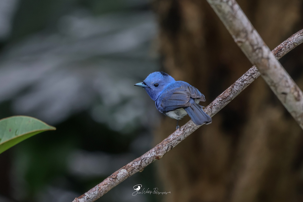 Black-naped Monarch - ML636866186
