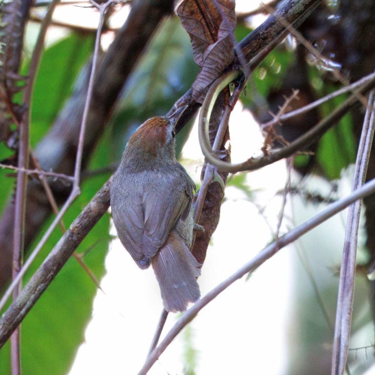 Rufous-fronted Babbler - ML636866188