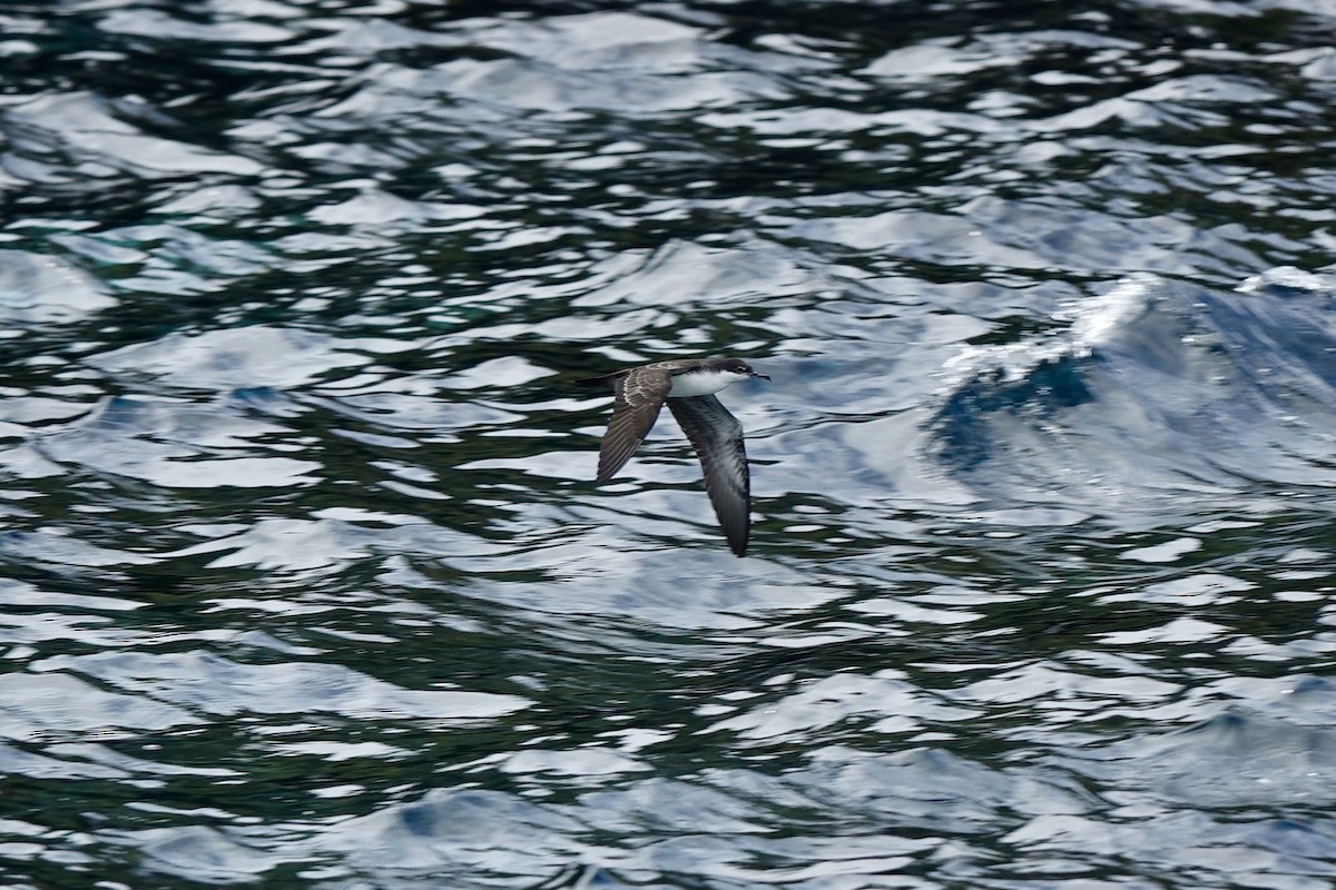 Galapagos Shearwater - ML636866192