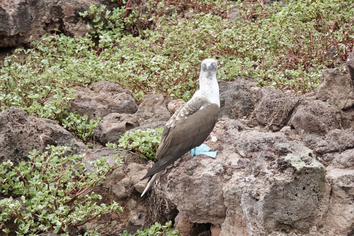 Blue-footed Booby - ML636866203