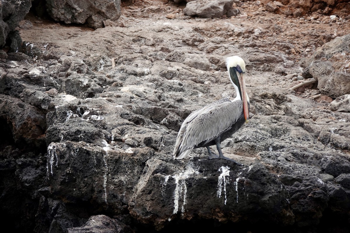 Brown Pelican - ML636866213