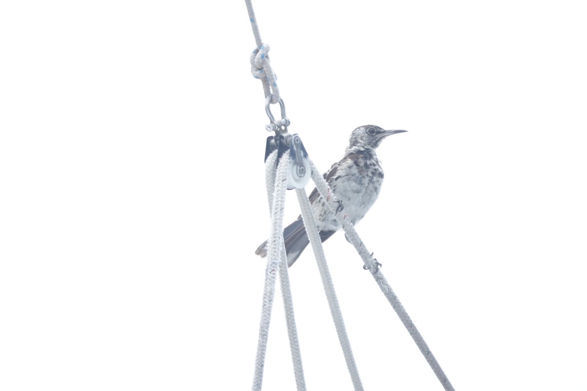 Floreana Mockingbird - ML636866226