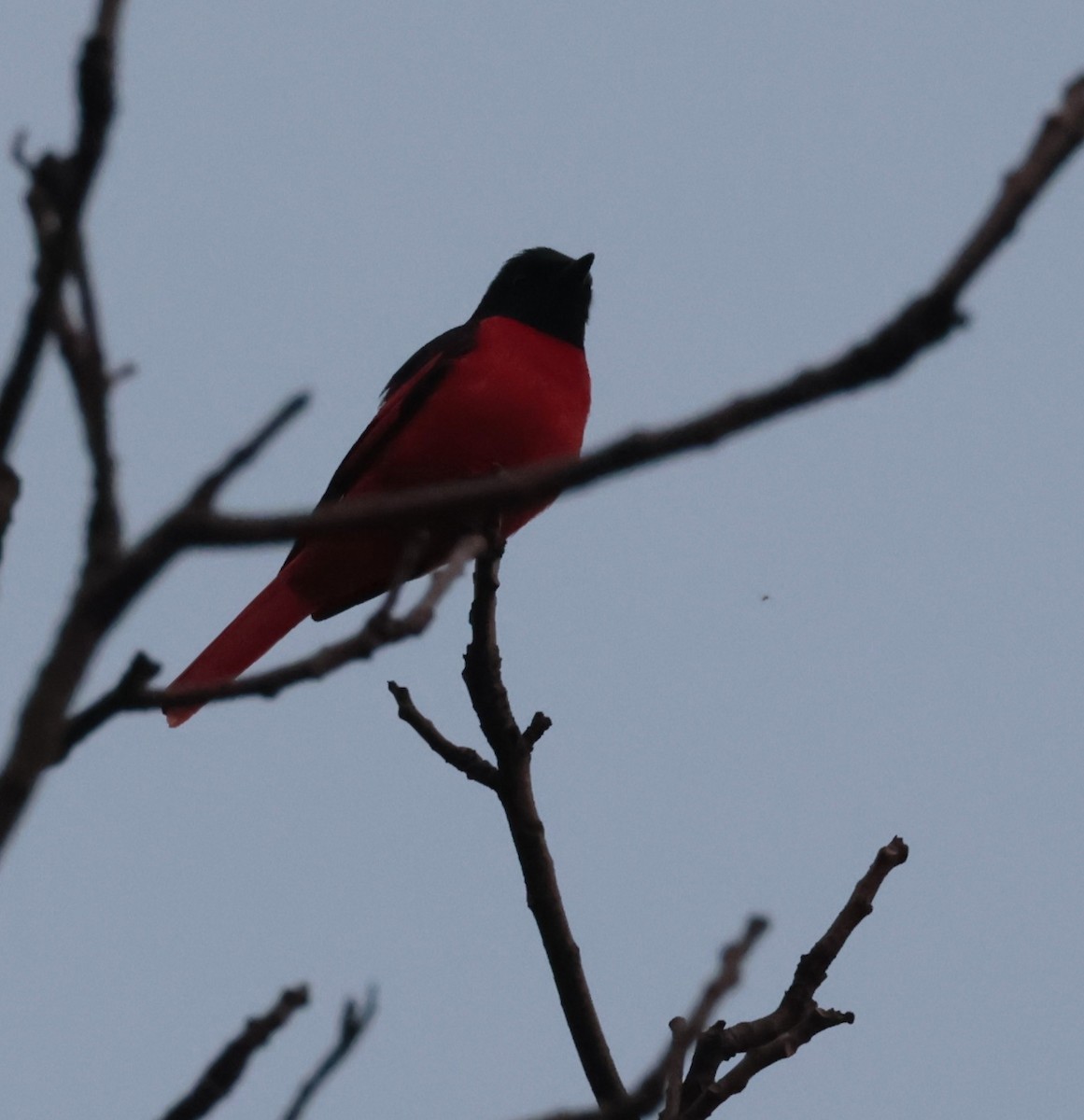 赤紅山椒鳥 - ML636866233