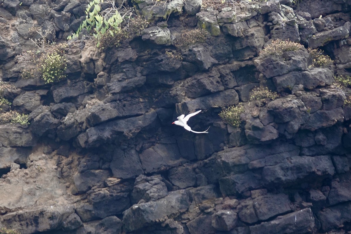 Red-billed Tropicbird - ML636866246