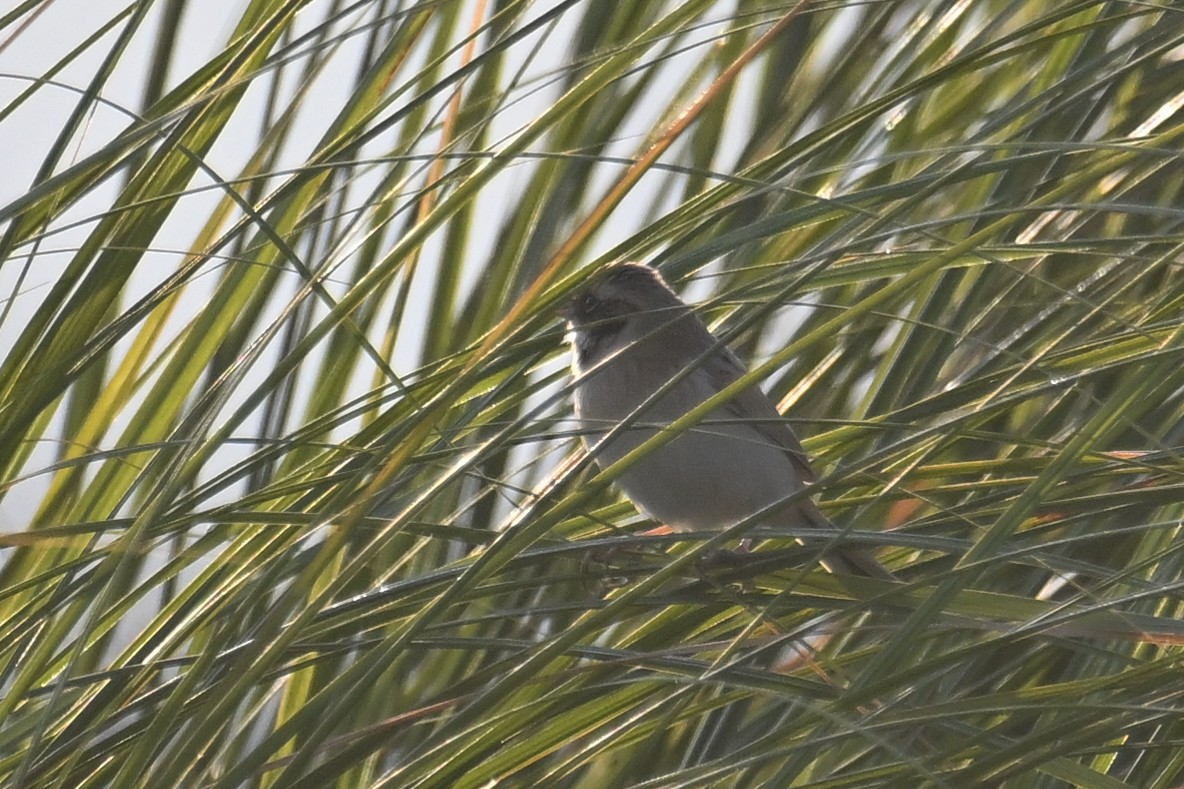 Ochre-rumped Bunting - ML636866252