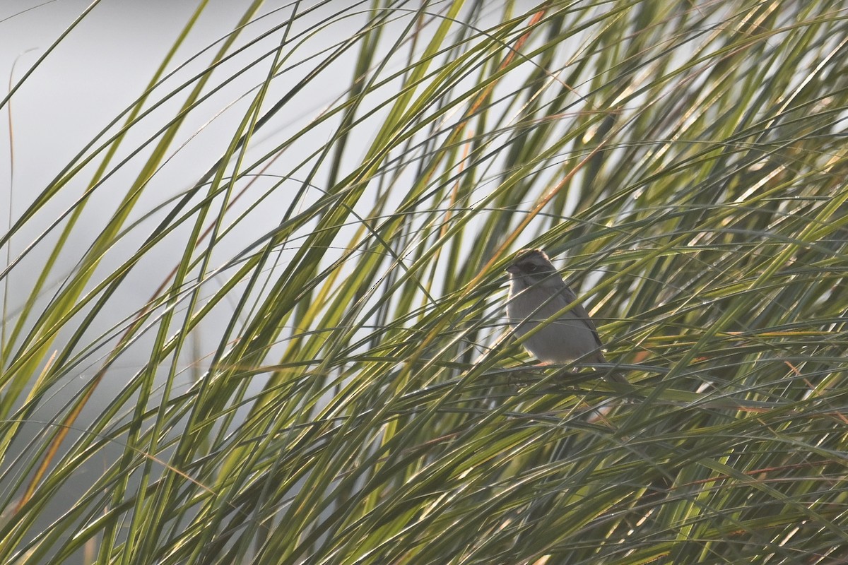 Ochre-rumped Bunting - ML636866253