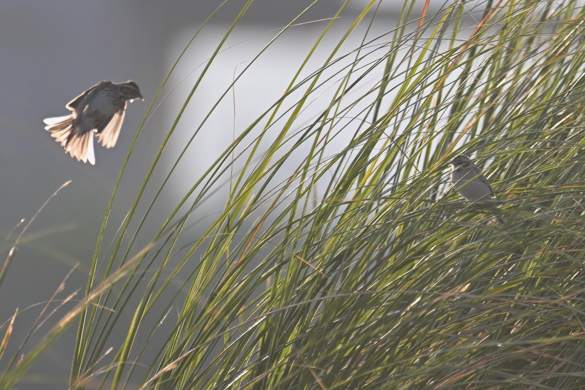 Ochre-rumped Bunting - ML636866255
