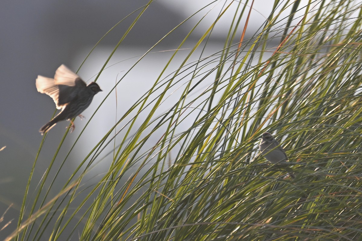 Ochre-rumped Bunting - ML636866264