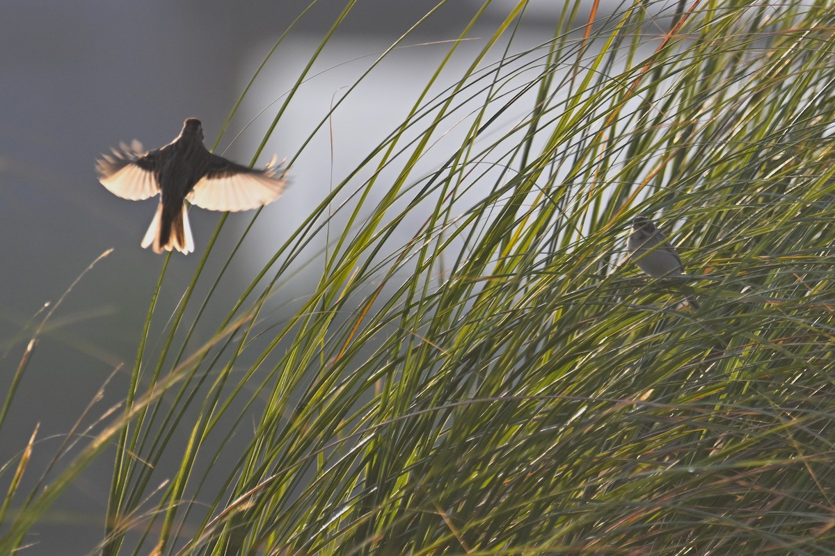 Ochre-rumped Bunting - ML636866265