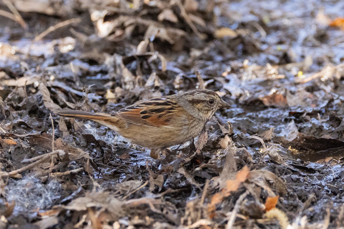 Swamp Sparrow - ML636866350