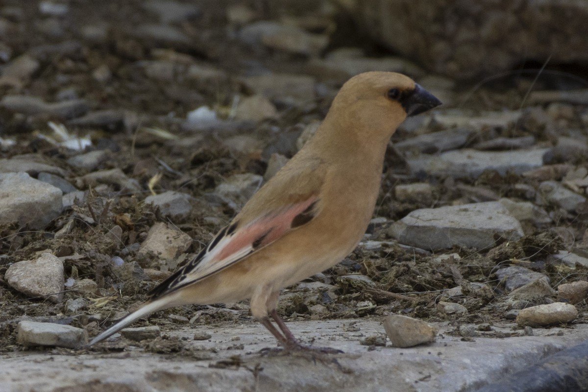 Desert Finch - ML636866353