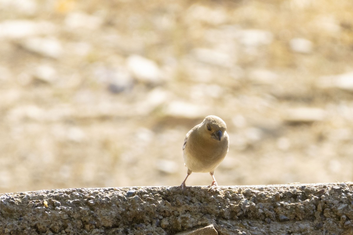 Desert Finch - ML636866354