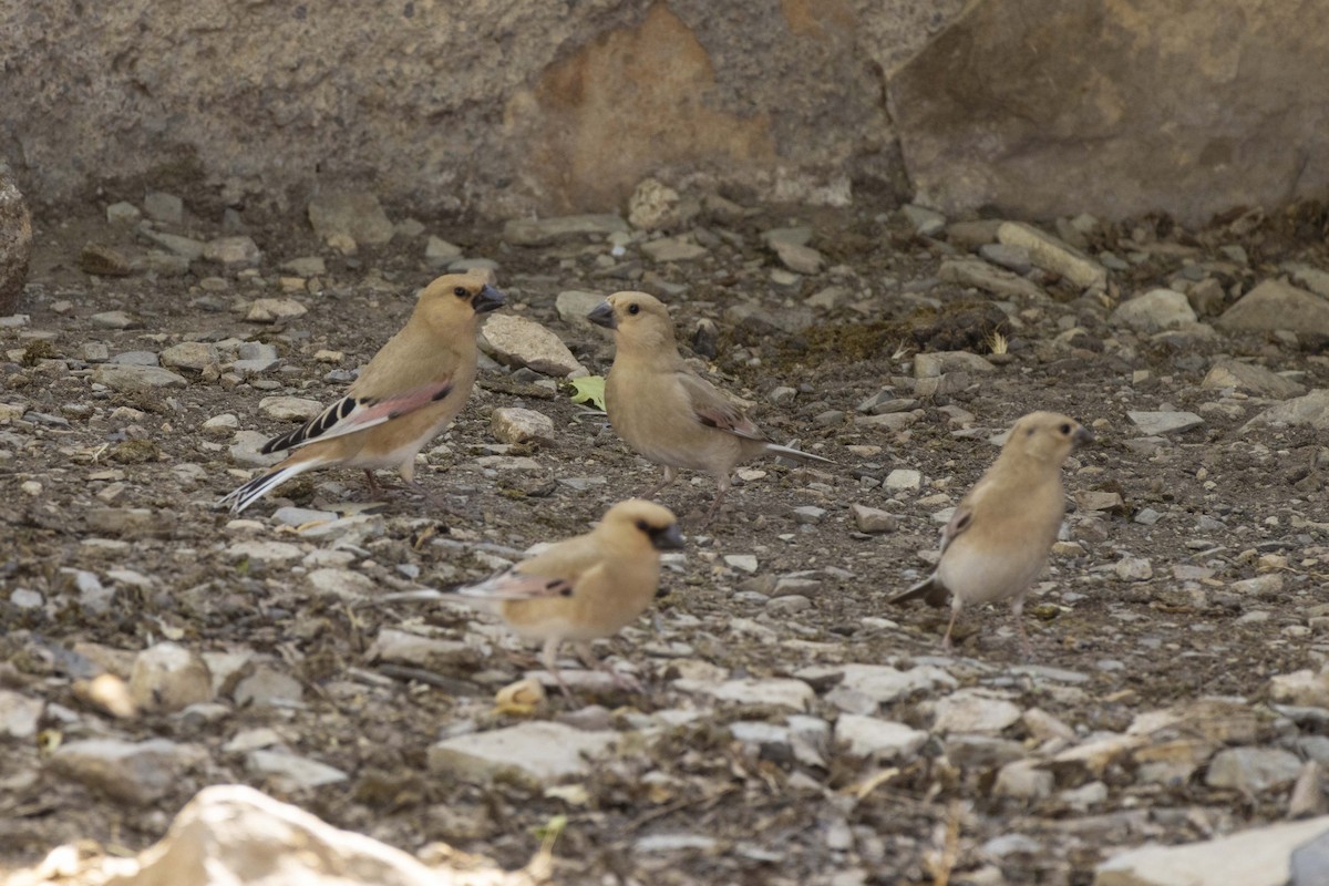 Desert Finch - ML636866355