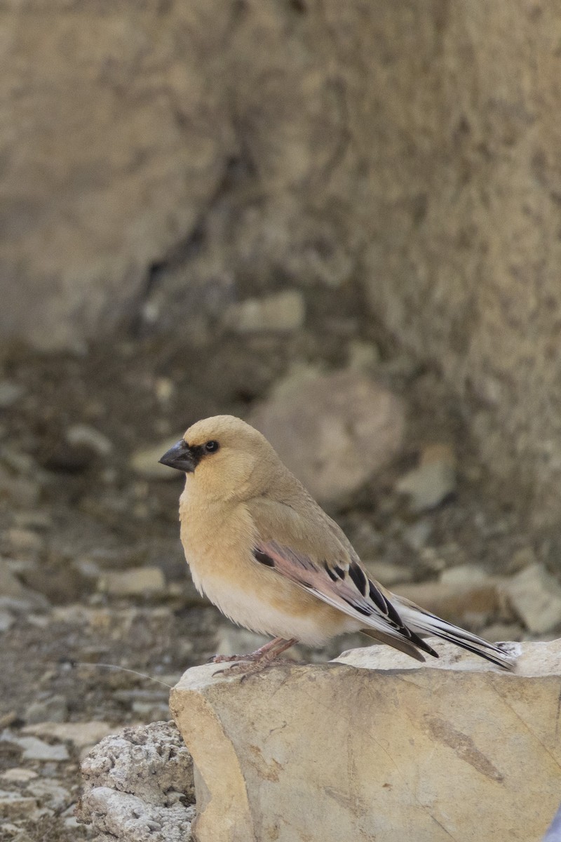 Desert Finch - ML636866356