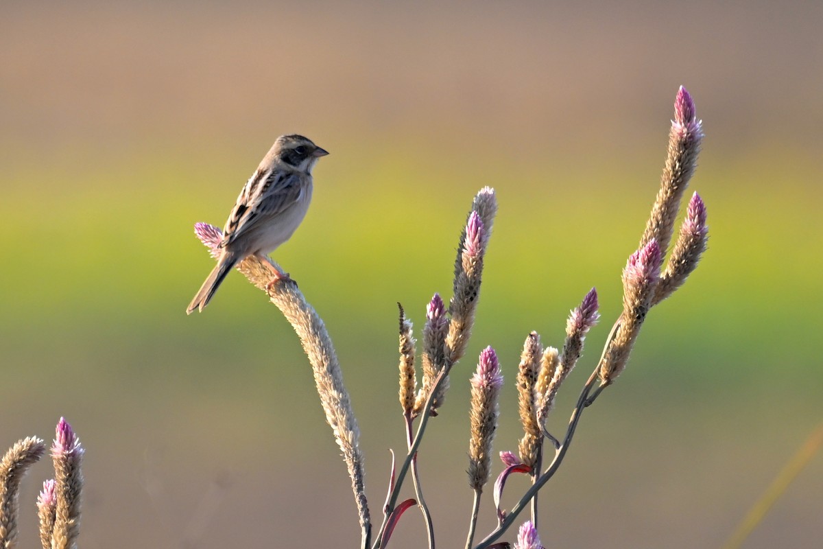 Ochre-rumped Bunting - ML636866364