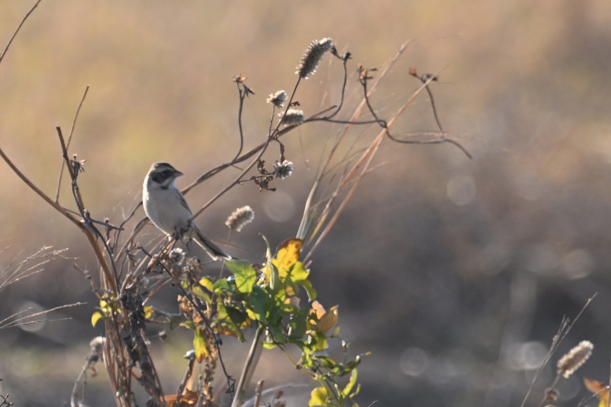 Ochre-rumped Bunting - ML636866365