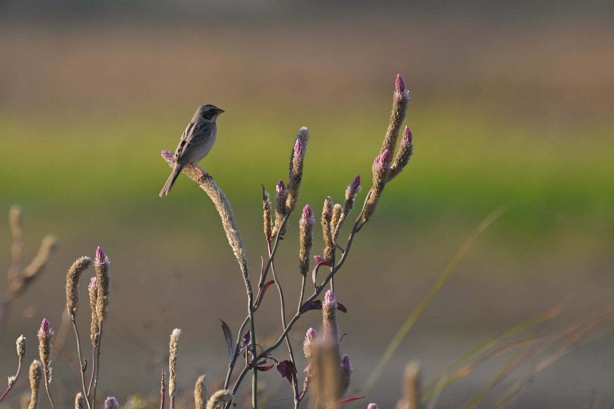 Ochre-rumped Bunting - ML636866367