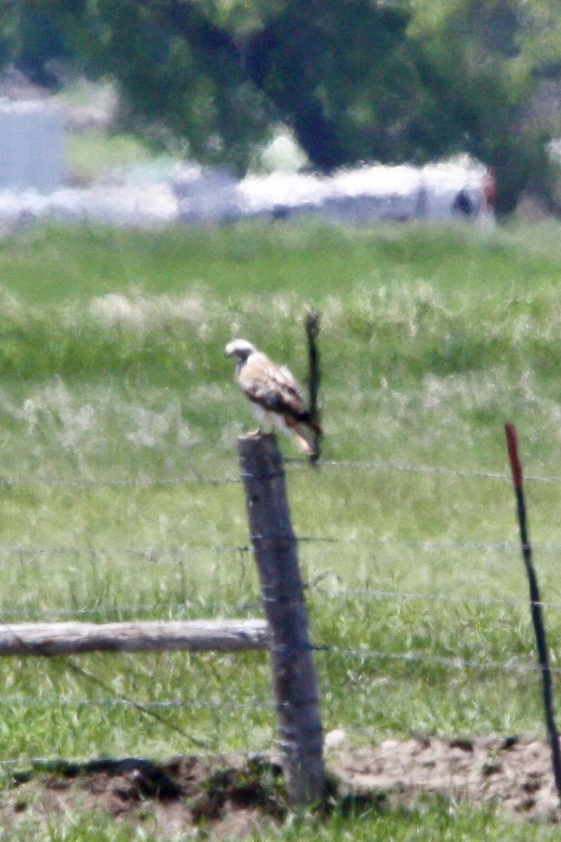 Red-tailed Hawk - ML636866391