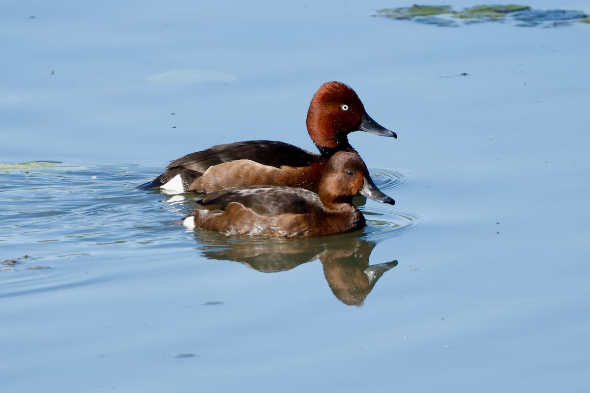 Ferruginous Duck - ML636866393