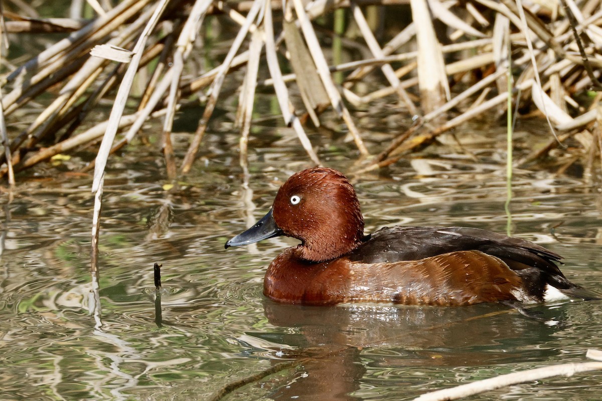 Ferruginous Duck - ML636866394